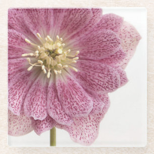 Posavasos De Vidrio Atarador De Vidrio De Flor Púrpura Rosa