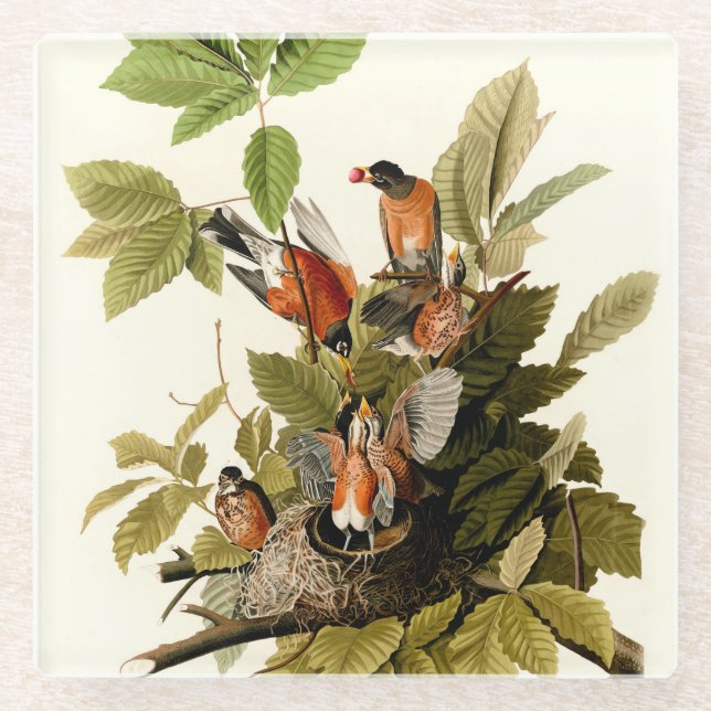 Posavasos De Vidrio Audubon American Robin Wildlife Bird Ilustracion (Anverso)