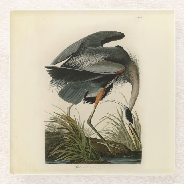 Posavasos De Vidrio Audubon Great Blue Heron Marsh Bird (Anverso)