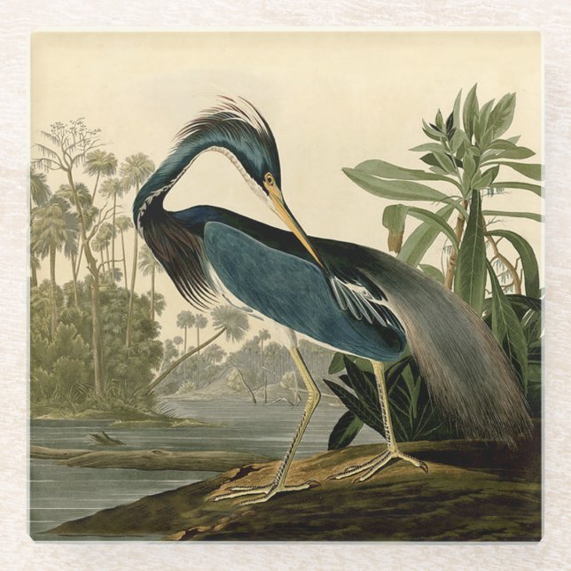 Posavasos De Vidrio Audubon Louisiana Heron Birds America Art (Anverso)