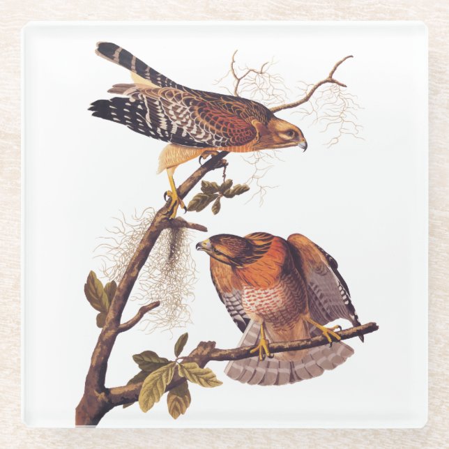 Posavasos De Vidrio Ave Audubon de Halcón Rojo de Prey (Anverso)