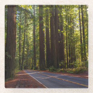 Posavasos De Vidrio Avenida de la secoya gigante California