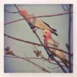 Posavasos De Vidrio Aves de Galah en el árbol 2<br><div class="desc">Aves de Galah en Darwin,  Territorio del Norte,  Australia</div>