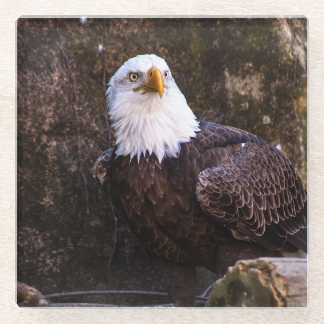 Posavasos De Vidrio Bald Eagle (Anverso)
