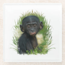 Bebé Bonobo Ape