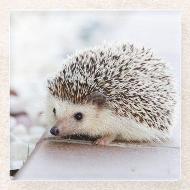 Posavasos De Vidrio Bebé Cute Hedgehog (Anverso)