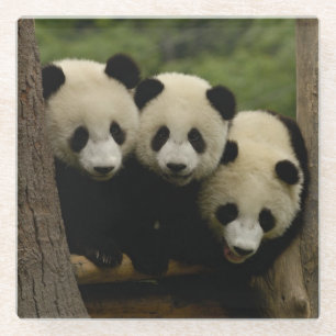 Posavasos De Vidrio Bebés de panda gigante (Ailuropoda melanoleuca)