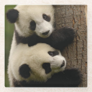 Posavasos De Vidrio Bebés de panda gigante (Ailuropoda melanoleuca) 2