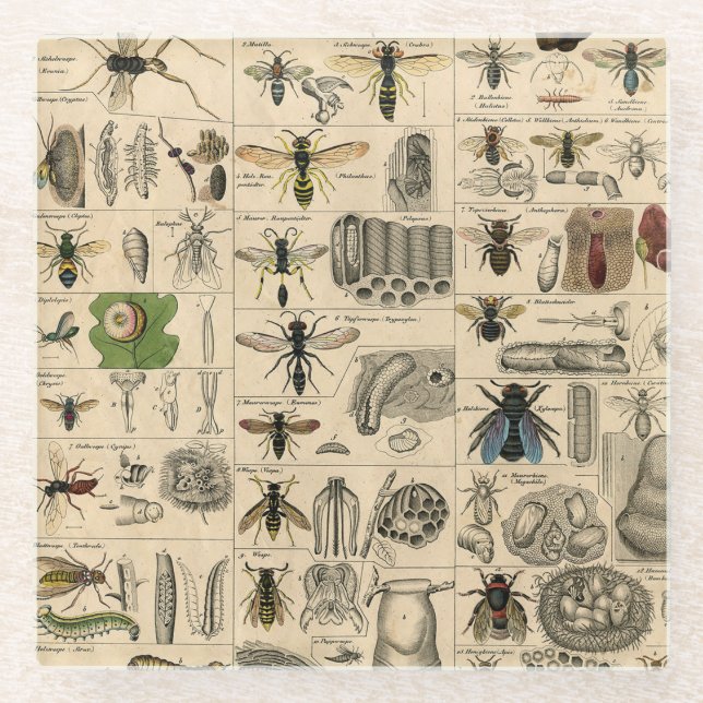 Posavasos De Vidrio Bee Insect Bug Wasp Naturaleza Abejas Pintura (Anverso)