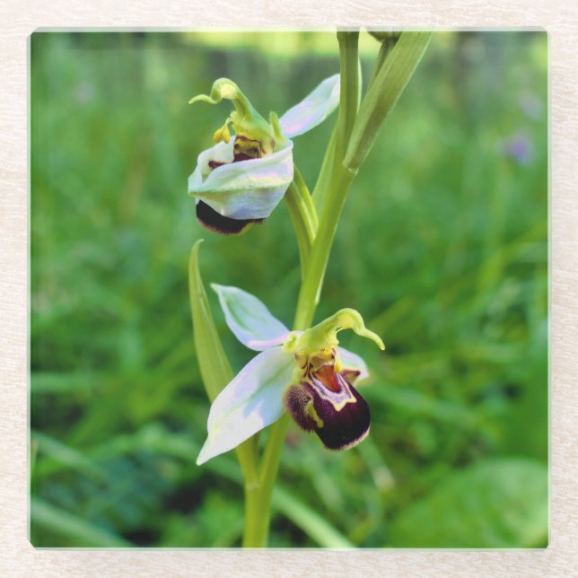 Posavasos De Vidrio Bee Orchid (Anverso)