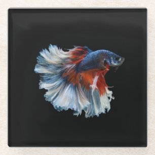 Posavasos De Vidrio Bella pescadería Betta Siamesa