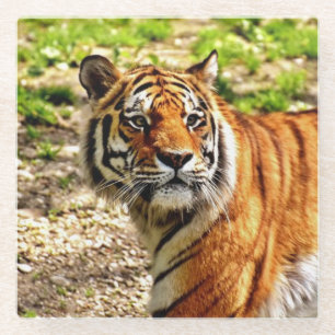 Posavasos De Vidrio Bella tigre
