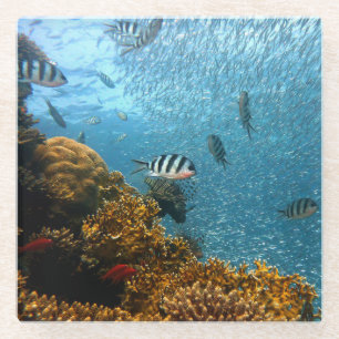 Posavasos De Vidrio Belleza subacuática, peces y corales