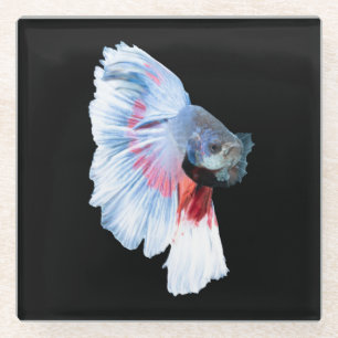 Posavasos De Vidrio Betta Fish de media luna