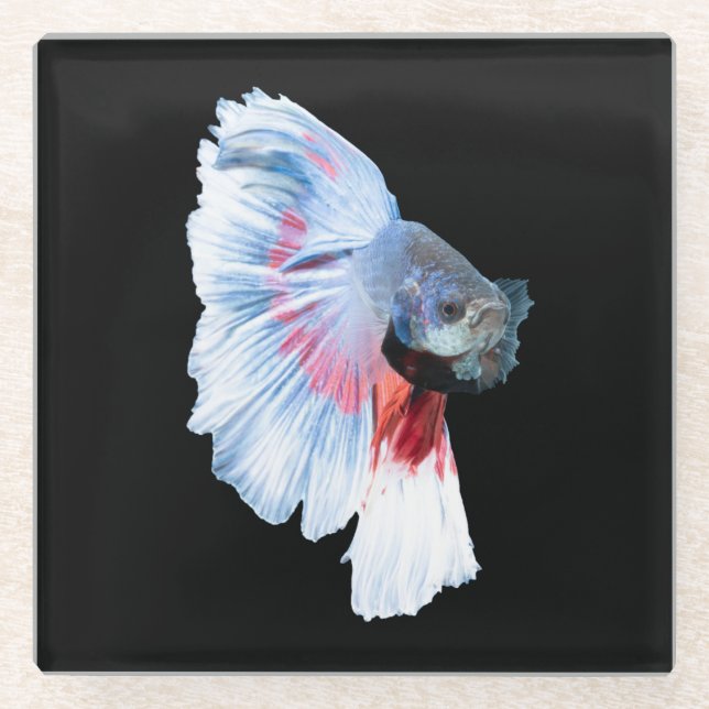 Posavasos De Vidrio Betta Fish de media luna (Anverso)