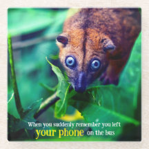 Big Eyed Possum