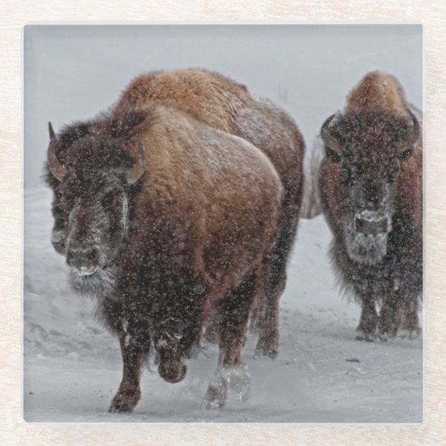 Posavasos De Vidrio Bisonte de Yellowstone (Anverso)