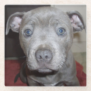 Posavasos De Vidrio Blue Staffordshire Bull Terrier Puppy,