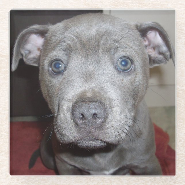 Posavasos De Vidrio Blue Staffordshire Bull Terrier Puppy, (Anverso)