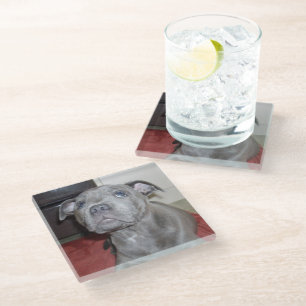 Posavasos De Vidrio Blue Staffordshire Bull Terrier Puppy,