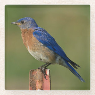 POSAVASOS DE VIDRIO BLUEBIRD QUE DESCANSA SOBRE UNA PARTICIPACIÓN