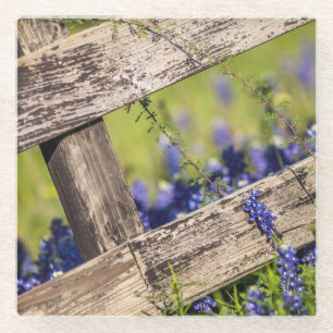 Posavasos De Vidrio Bluebonnets de Tejas alrededor de una cerca del