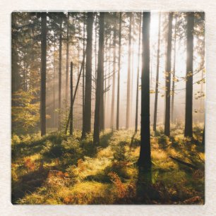 Posavasos De Vidrio Bosque de la caída con Sunrays