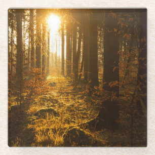 Posavasos De Vidrio Bosque durante el otoño el Baden Württemberg,