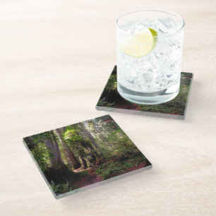 Posavasos De Vidrio Bosques   Redwood Forest California