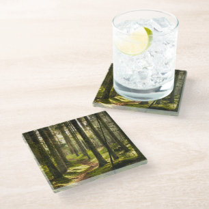 Posavasos De Vidrio Bosques   Selva boreal Suecia