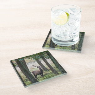 Posavasos De Vidrio Bosques   Woodlands & Red Deer