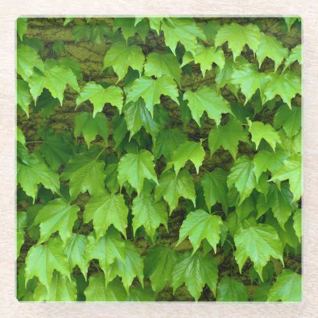 Posavasos De Vidrio Boston Ivy (Anverso)
