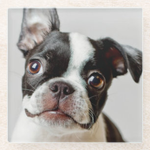 Posavasos De Vidrio Boston Terrier