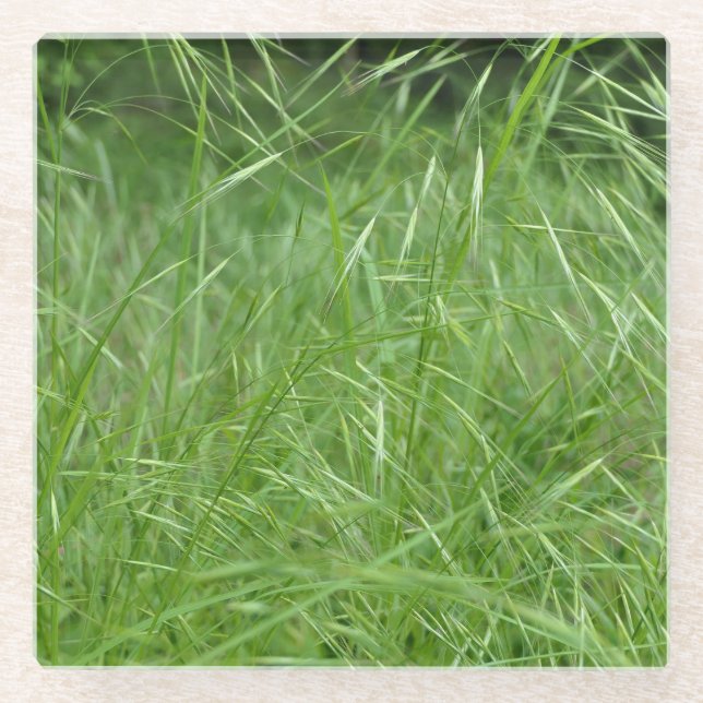 Posavasos De Vidrio Bromus tectorum (Anverso)