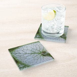 Posavasos De Vidrio Brunnera Macrophylla Plantación Floral
