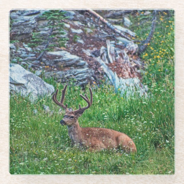 Posavasos De Vidrio Buck de cama (Anverso)