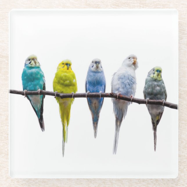 Posavasos De Vidrio Budgies (Anverso)