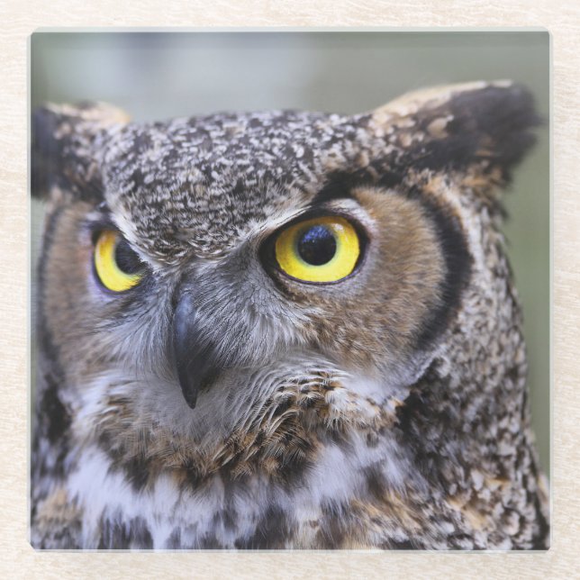 Posavasos De Vidrio Búho hermoso (Anverso)