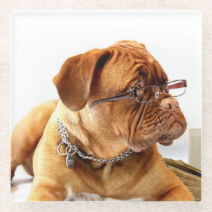 Posavasos De Vidrio Bulldog con gafas - Pascua de vidrio