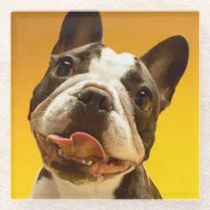 Posavasos De Vidrio Bulldog francés que mira para arriba