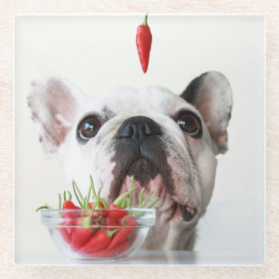 Posavasos De Vidrio Bulldog francés que mira una pimienta roja