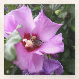 Posavasos De Vidrio Bumblebee en la flor de Hibiscus