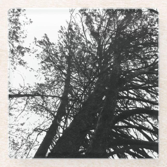 Posavasos De Vidrio Buscar en los árboles (Anverso)