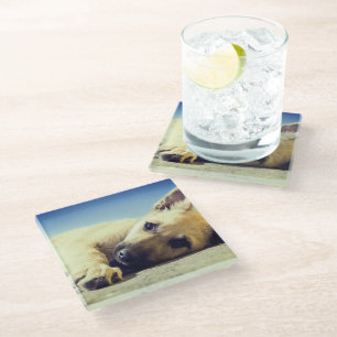 Posavasos De Vidrio Cachorro