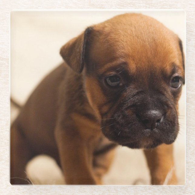 Posavasos De Vidrio cachorro de bulldog (Anverso)