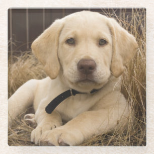 Posavasos De Vidrio cachorro de Labrador Retriever
