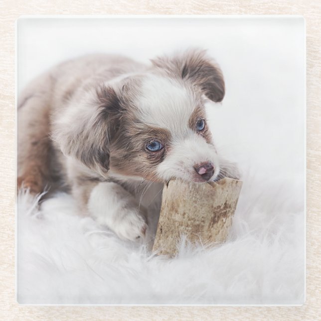 Posavasos De Vidrio cachorro de mermelada roja australiana (Anverso)