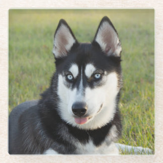 Posavasos De Vidrio Cachorro feliz y juguetón de raza Husky Siberiano