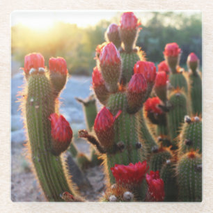 Posavasos De Vidrio Cactus florece desierto rojo atardecer foto