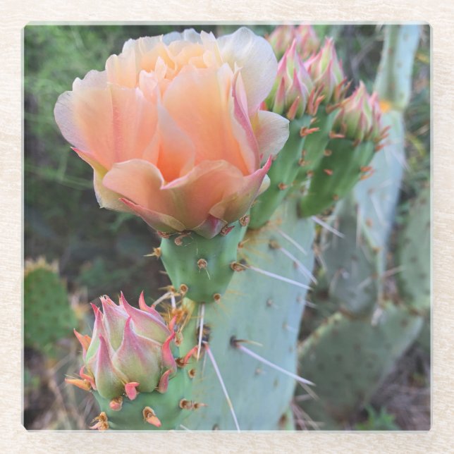 Posavasos De Vidrio Cactus florece en las flores del desierto rosa pál (Anverso)
